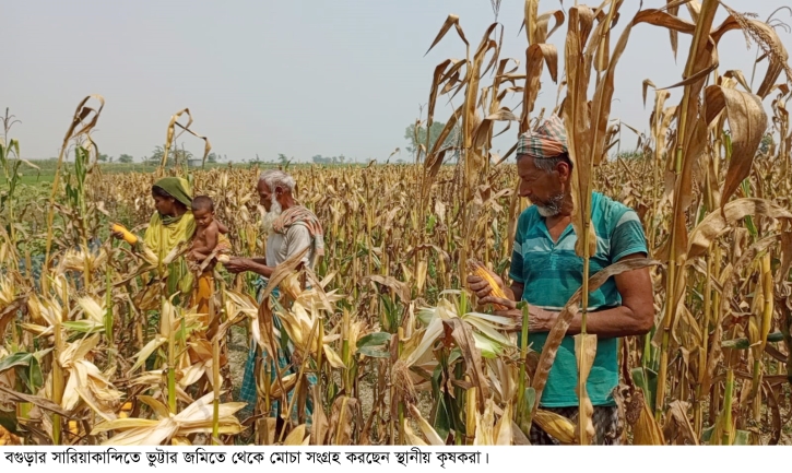 বগুড়ায় ভুট্টার ফলনে হাসছে কৃষক